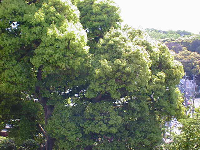 dsc00003