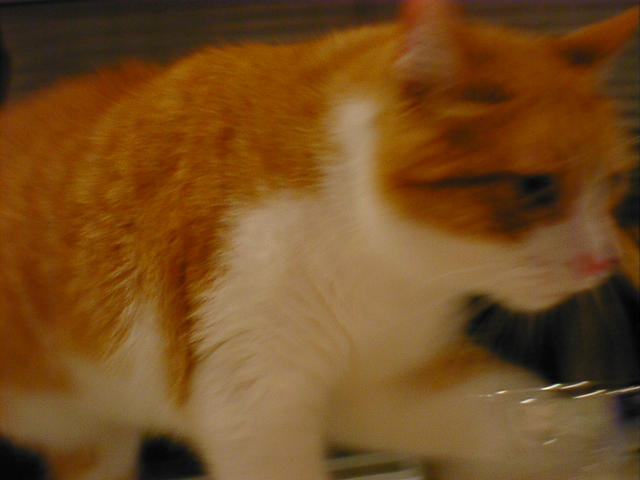 dsc00036
