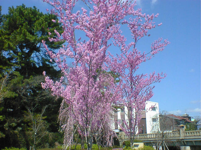 dsc00017