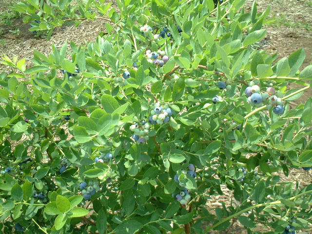 dscf0891