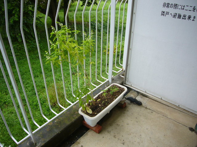 P1050108