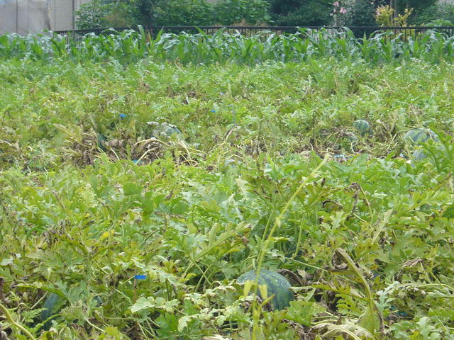 P1200025