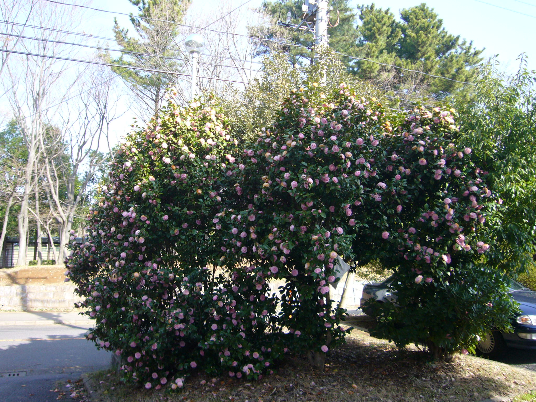 0003--P1320519_fx01