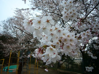 0011--P1320530_fx01.JPG