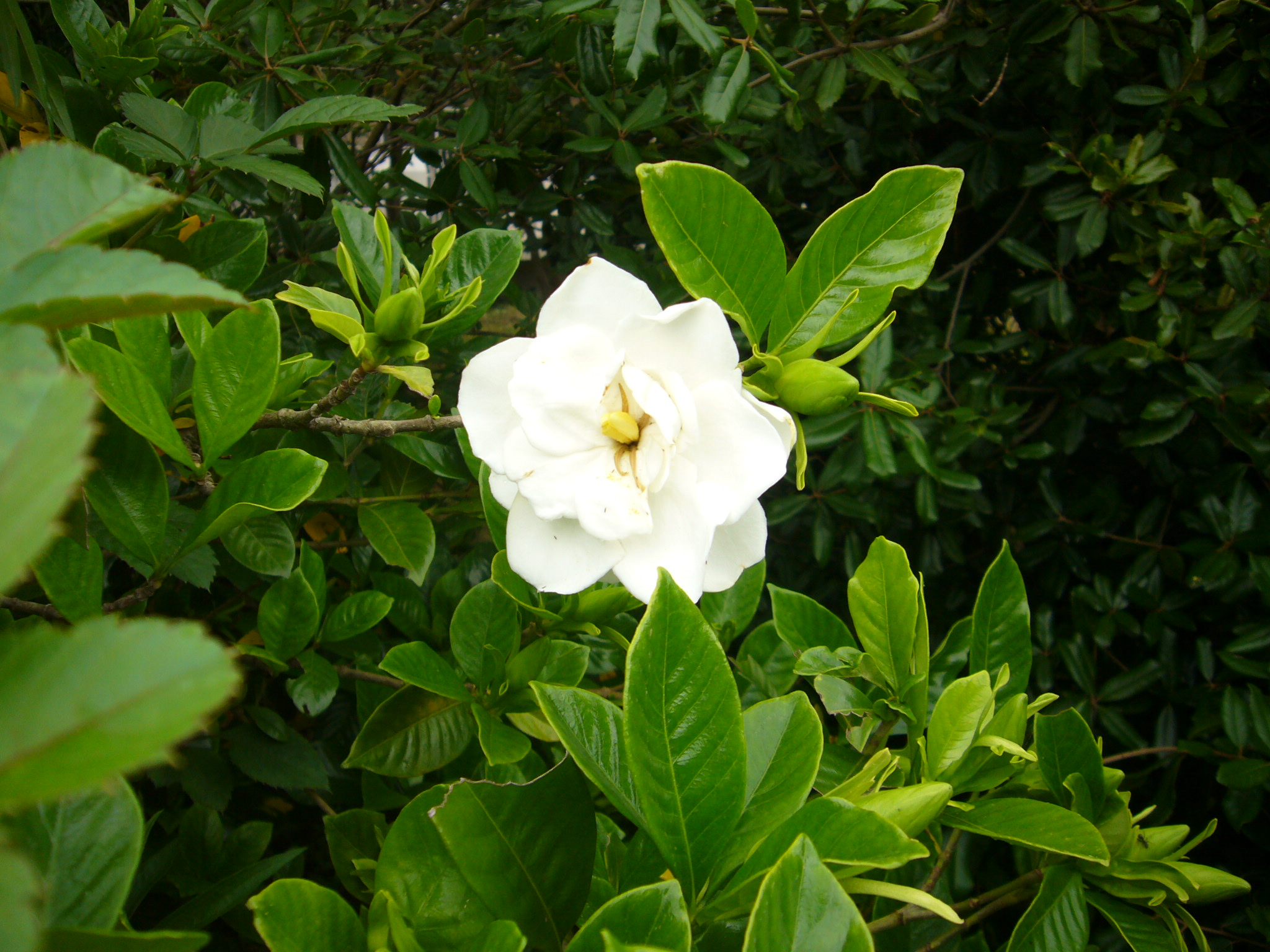 P1350385_fx01