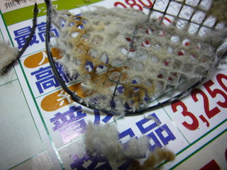 P1360193_fx01.JPG