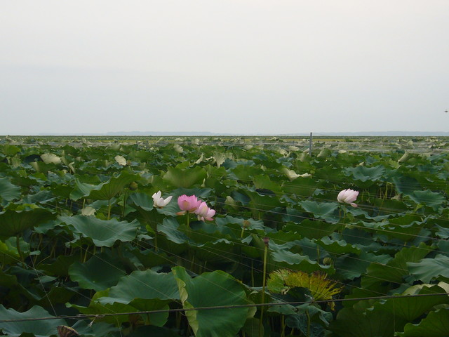 P1370582