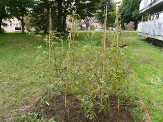 P1010051_fz18.JPG