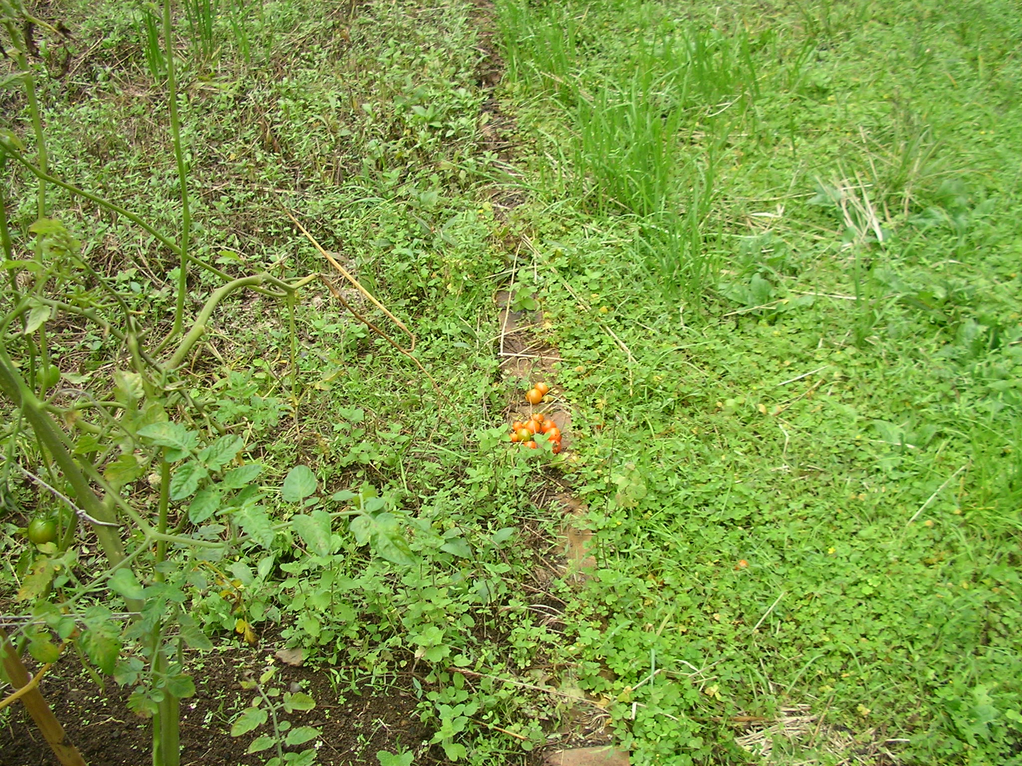 SANY3009_j2