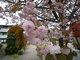 P1050941_fx37.JPG