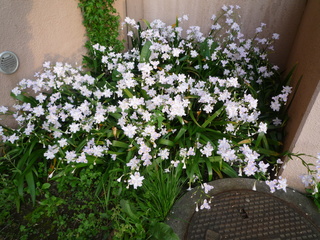 P1050958_fx37.JPG
