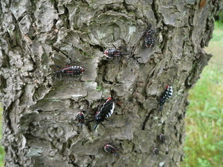 P1060062_fx37.JPG