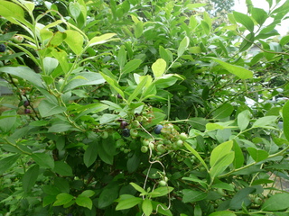 P1070220-fx37.JPG