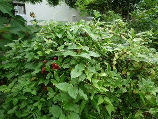 P1080169-fx37.JPG