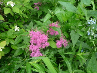 P1080311-fx37.JPG