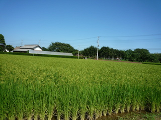 P1110055-fx37.JPG