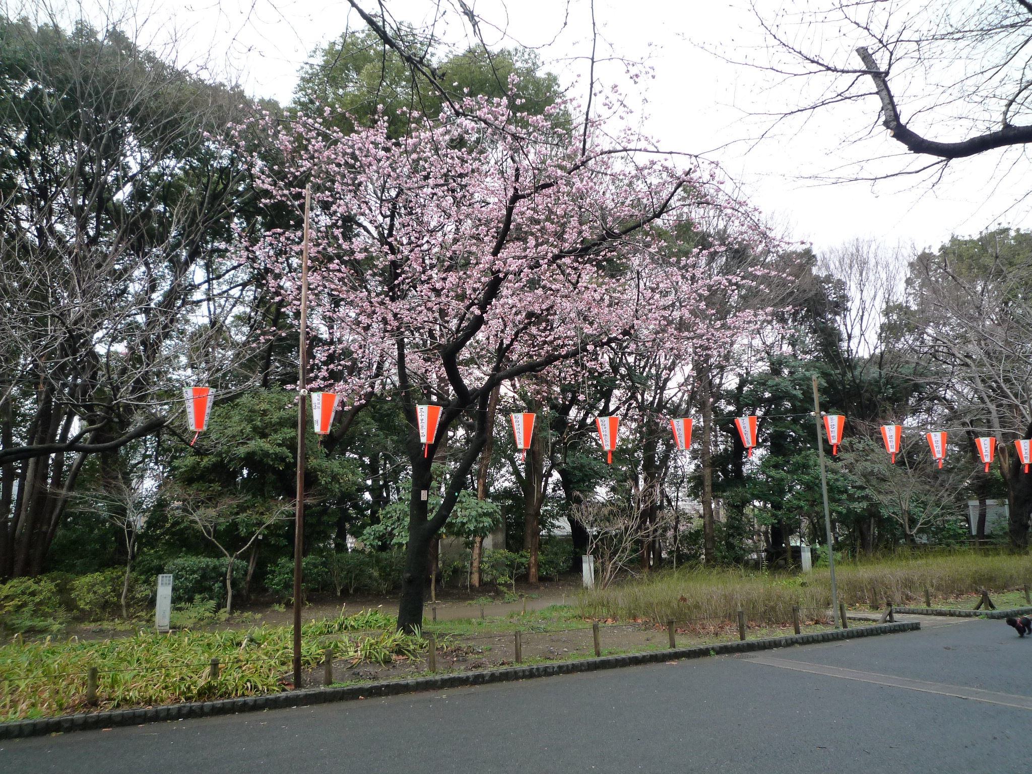 P1200167-fx37