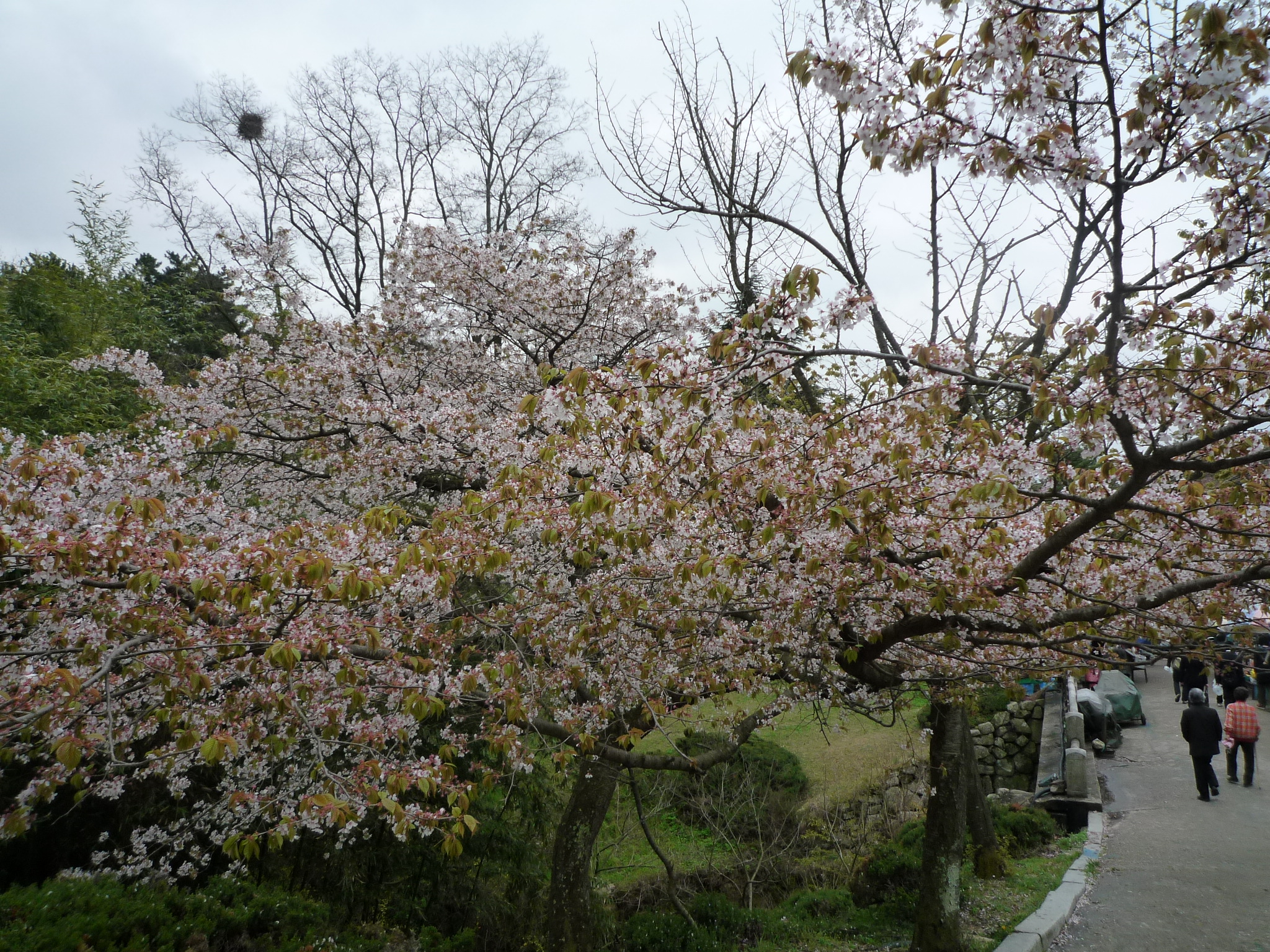 P1230316-fx37