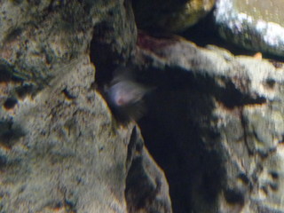 P1250420-fx37.JPG