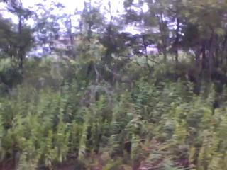 20100730055336--IMG_0004-ipodnano-B#001300