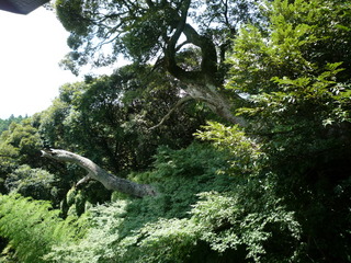 20100807112929--P1290577-fx37.JPG