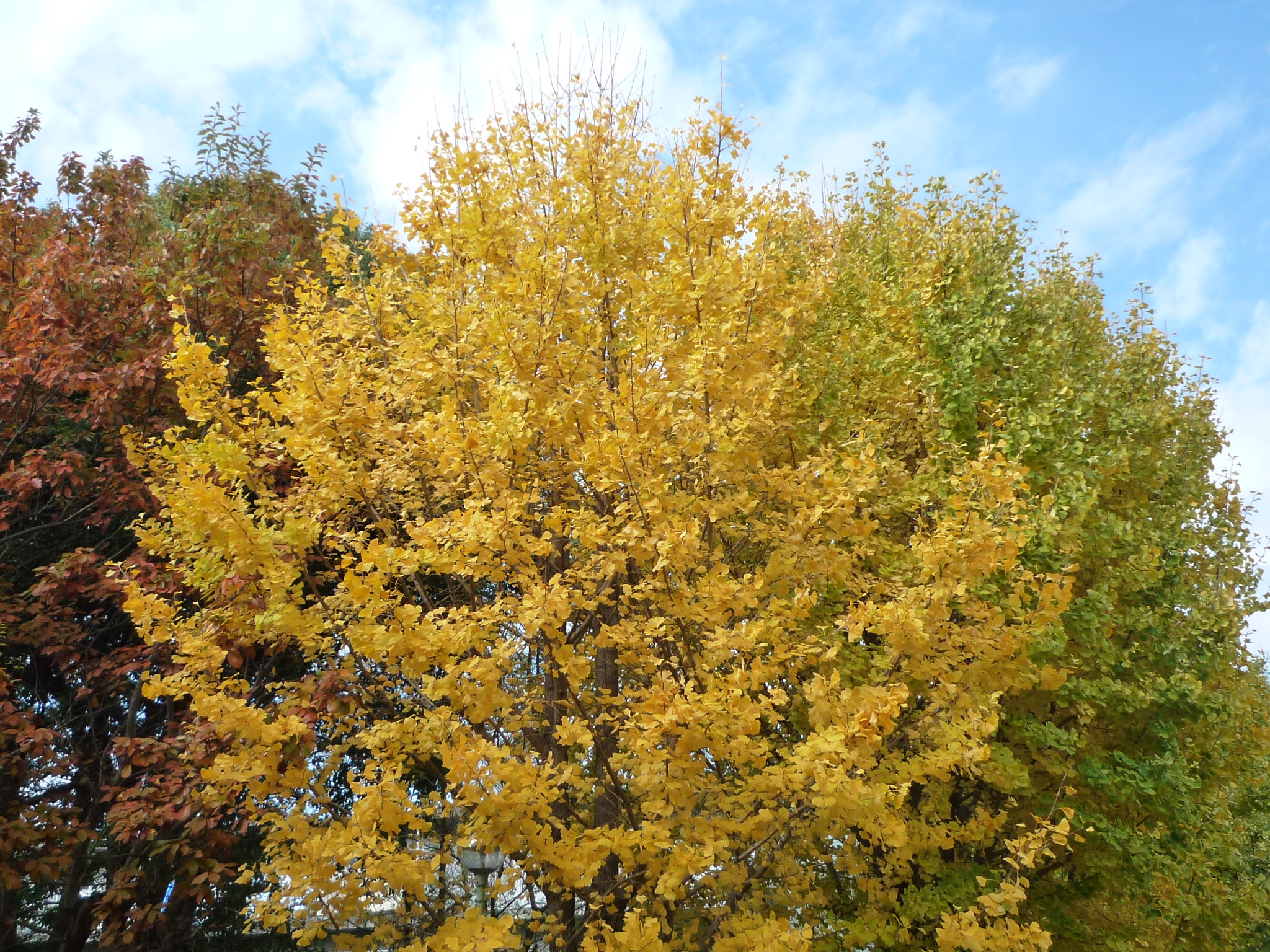 P1350754-fx37