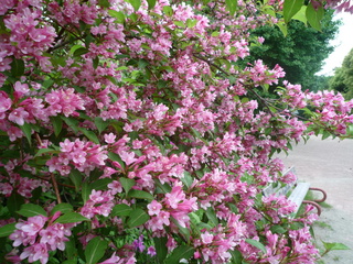 P1420641-fx37.JPG
