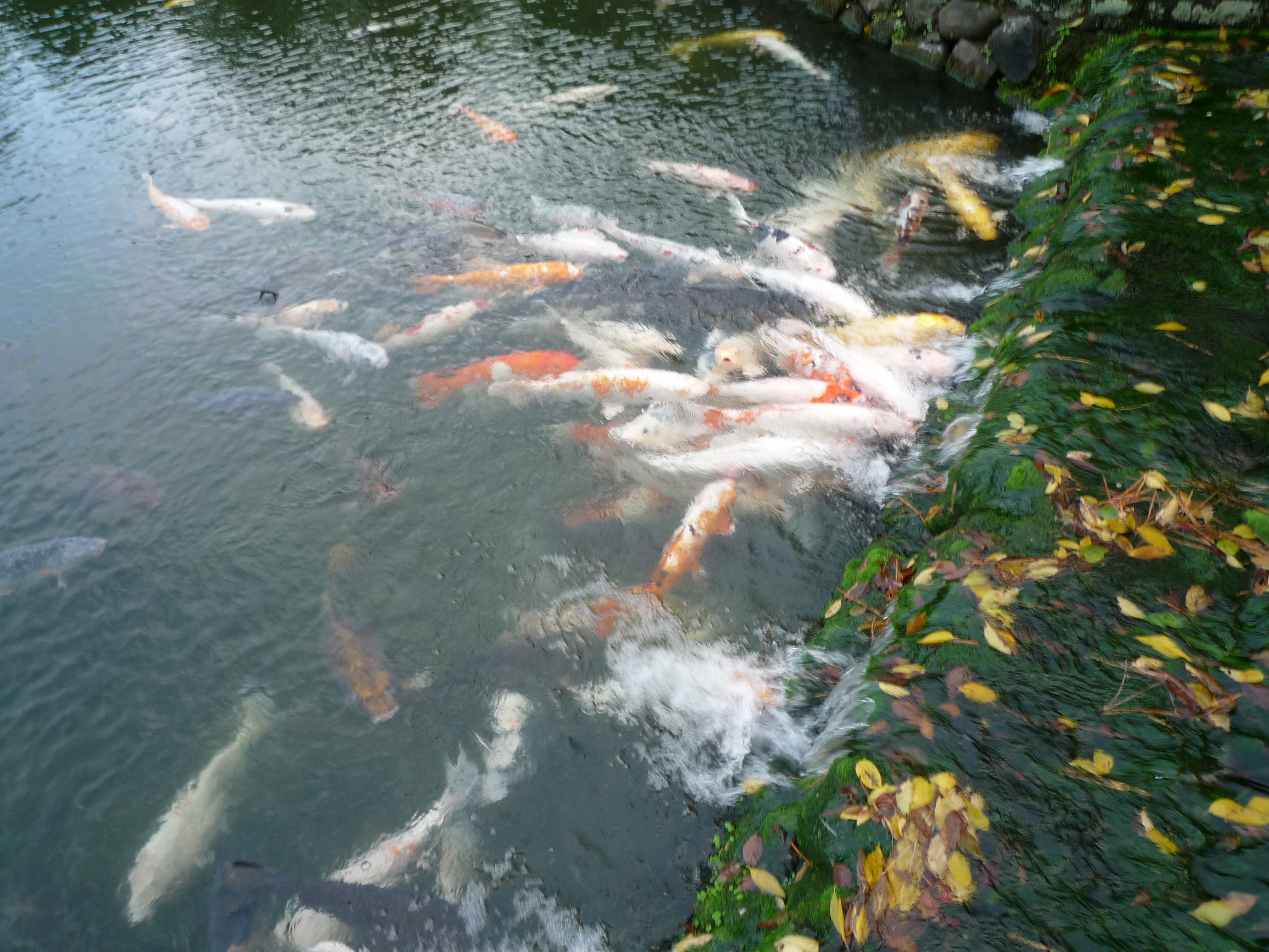 P1510425-fx37