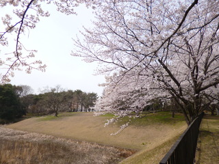 P1000456-fx80.JPG