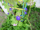 P1050440-fx80.JPG