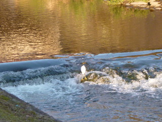 P1090597-fx80.JPG
