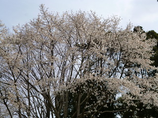 P1110864-fx80.JPG