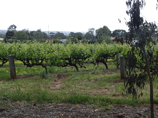 PA052566-tg630.JPG