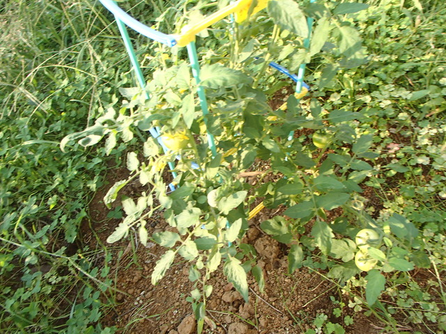 PA120110-tg630