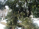 P2090674-tg630.JPG