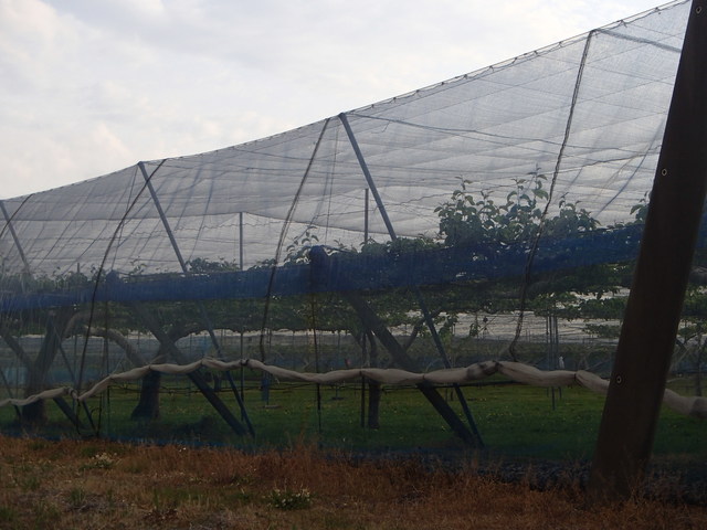 P5080163-tg630