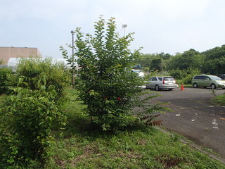 P6230079-tg630.JPG