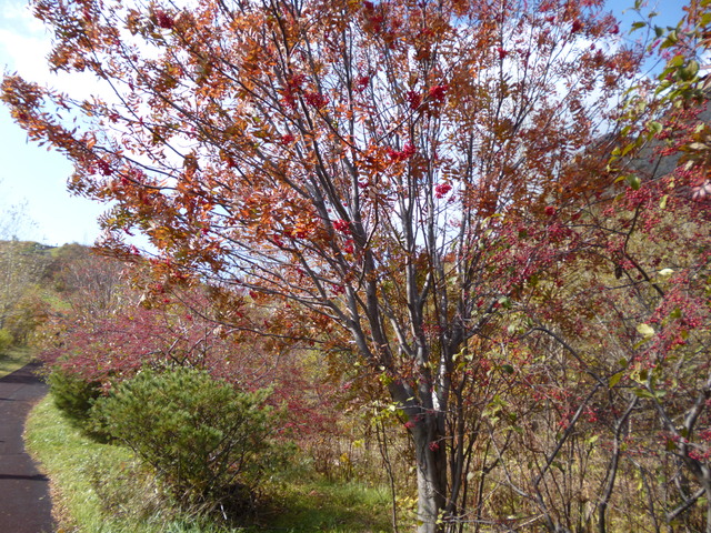 P1040887-xs3