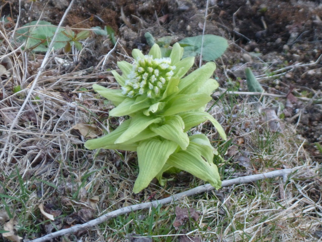 P1090853-xs3